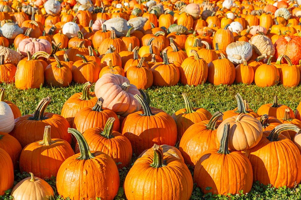 A pumpkin patch full of bright orange pumpkins and gourds spread across a sunny field, with green grass peeking beneath them. Ending the sentence.
