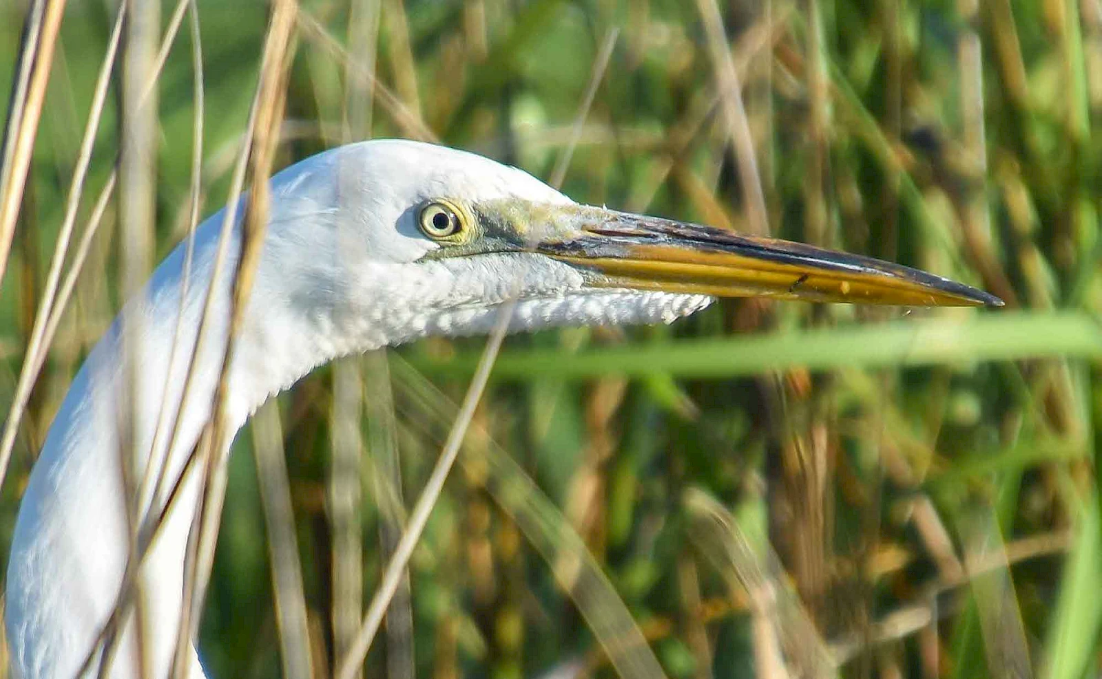 A close-up of a white heron-like bird with a long, sharp yellow beak among reeds, looking to the right.