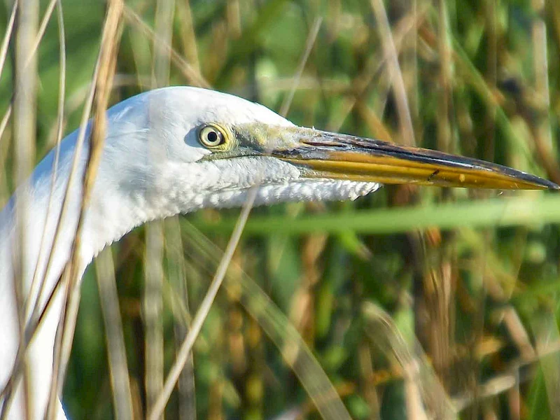 A close-up of a white heron-like bird with a long, sharp yellow beak among reeds, looking to the right.