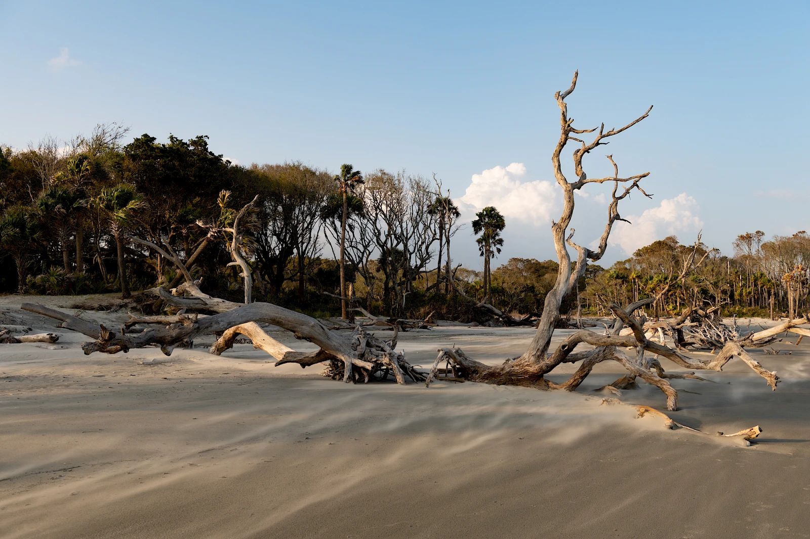Logs and driftwood scattered on a sandy beach with a backdrop of leafless trees and a clear blue sky, serene and wind-swept.