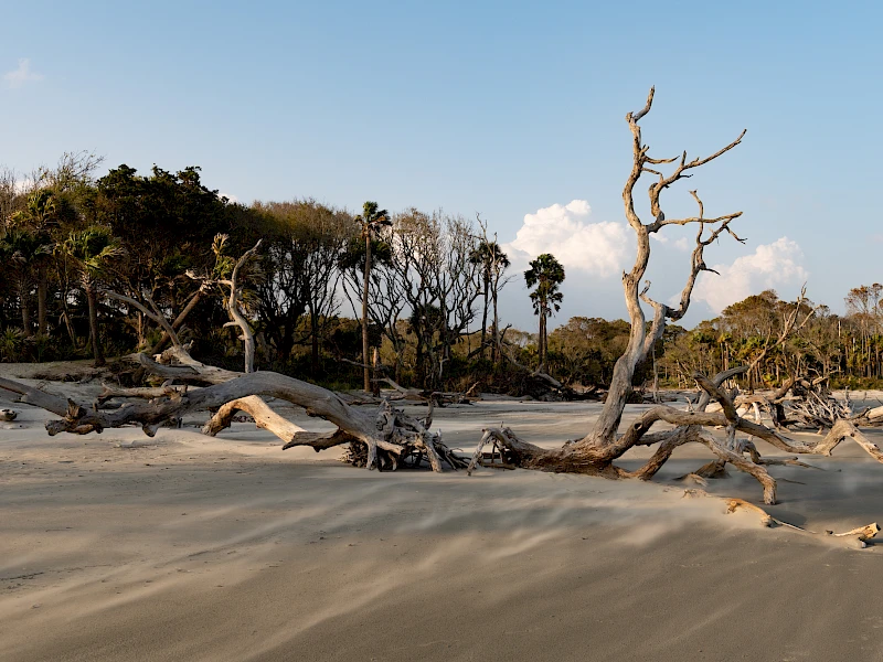 Logs and driftwood scattered on a sandy beach with a backdrop of leafless trees and a clear blue sky, serene and wind-swept.