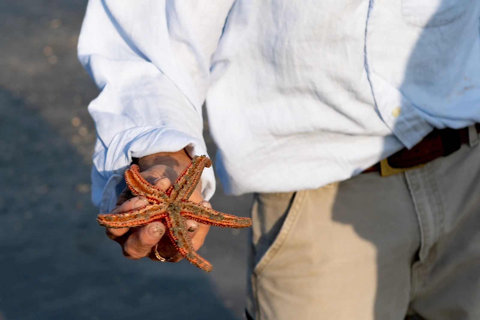 A person wearing a light shirt and khaki pants holds a starfish by the beach, showing its orange-brown arms.