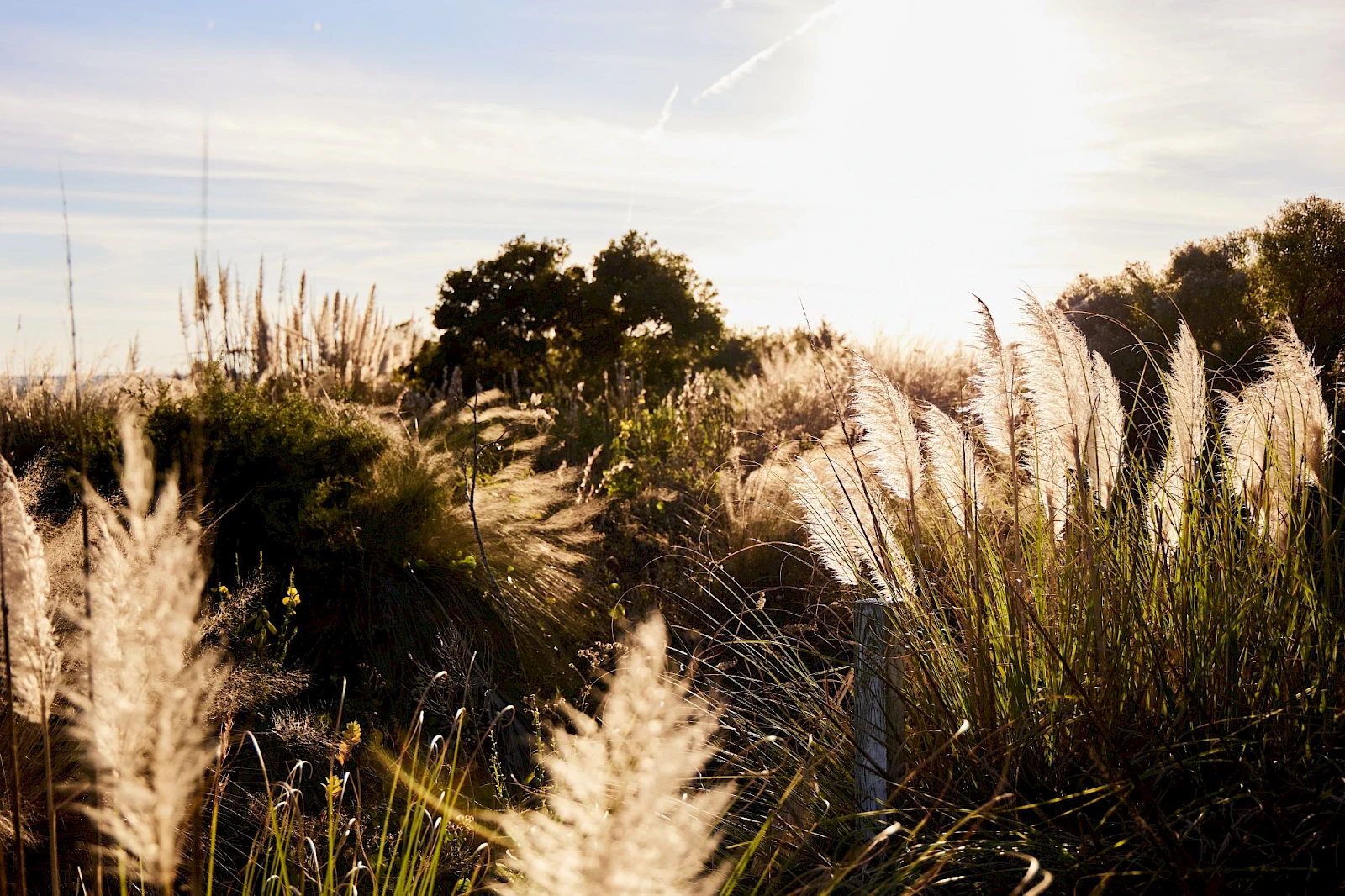 A sunlit field with tall pampas grass, shrubs, and a few trees silhouette against a bright sky, warm golden light, peaceful rural scene.