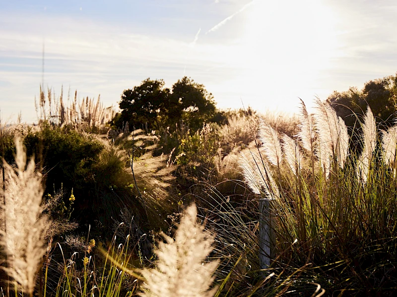A sunlit field with tall pampas grass, shrubs, and a few trees silhouette against a bright sky, warm golden light, peaceful rural scene.
