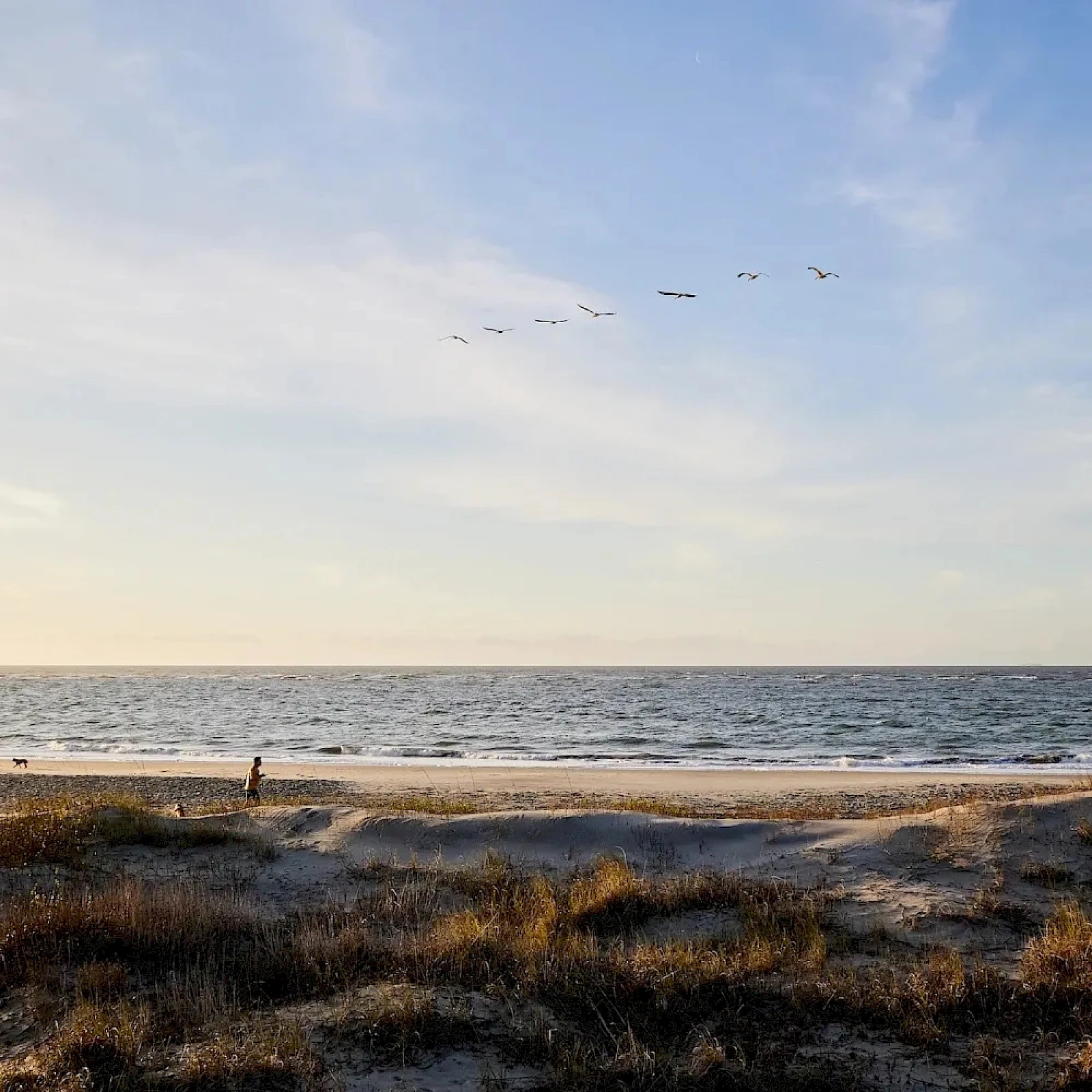 A quiet beach at sunset with dry grass in the foreground, gentle waves, and a flock of birds flying in formation across the sky.