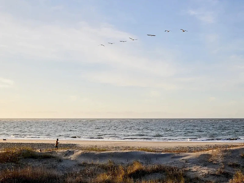 A quiet beach at sunset with dry grass in the foreground, gentle waves, and a flock of birds flying in formation across the sky.