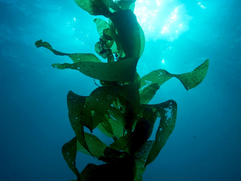 A person swims underwater among tall kelp plants, sunlight streaming from above, creating a blue, ethereal ocean scene.