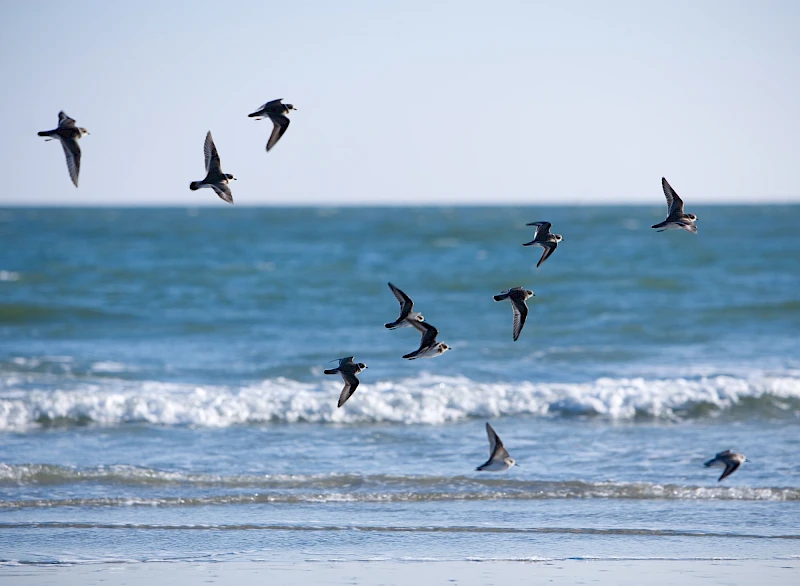 Birds soaring over a calm sea, some gliding just above the waves, others dipping toward the water’s edge, all against a blue horizon.