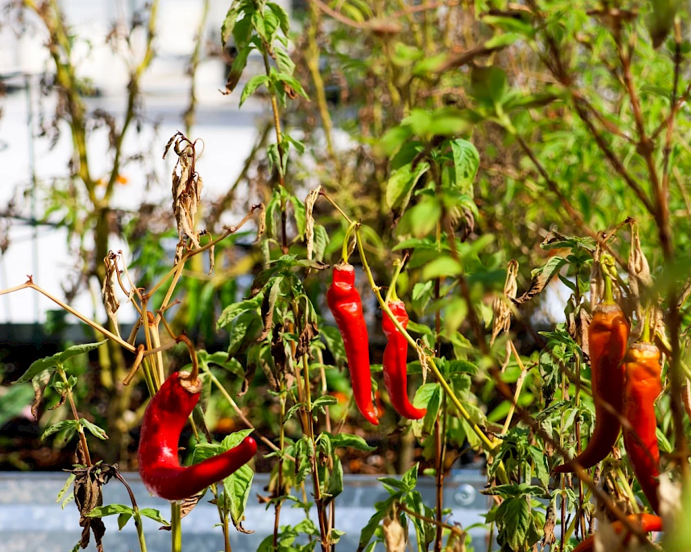 Chili peppers drying on withered plants in a garden, bright red and orange peppers among green leaves, sunny outdoor scene.