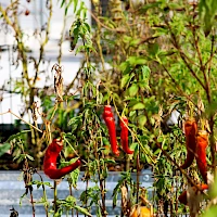 Chili peppers drying on withered plants in a garden, bright red and orange peppers among green leaves, sunny outdoor scene.