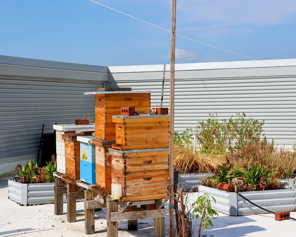 A rooftop garden with wooden beehives and planters on stilts, against a metal wall and clear blue sky.