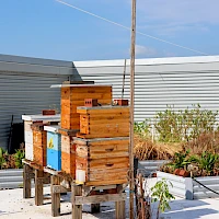 A rooftop garden with wooden beehives and planters on stilts, against a metal wall and clear blue sky.