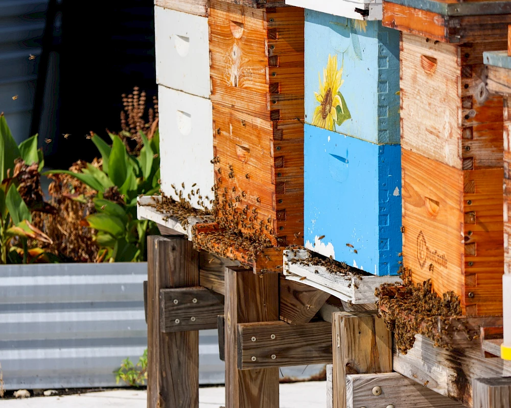 Bees swarming around wooden bee boxes and colorful beehives mounted on weathered stands by planters and metal bins.