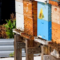 Bees swarming around wooden bee boxes and colorful beehives mounted on weathered stands by planters and metal bins.