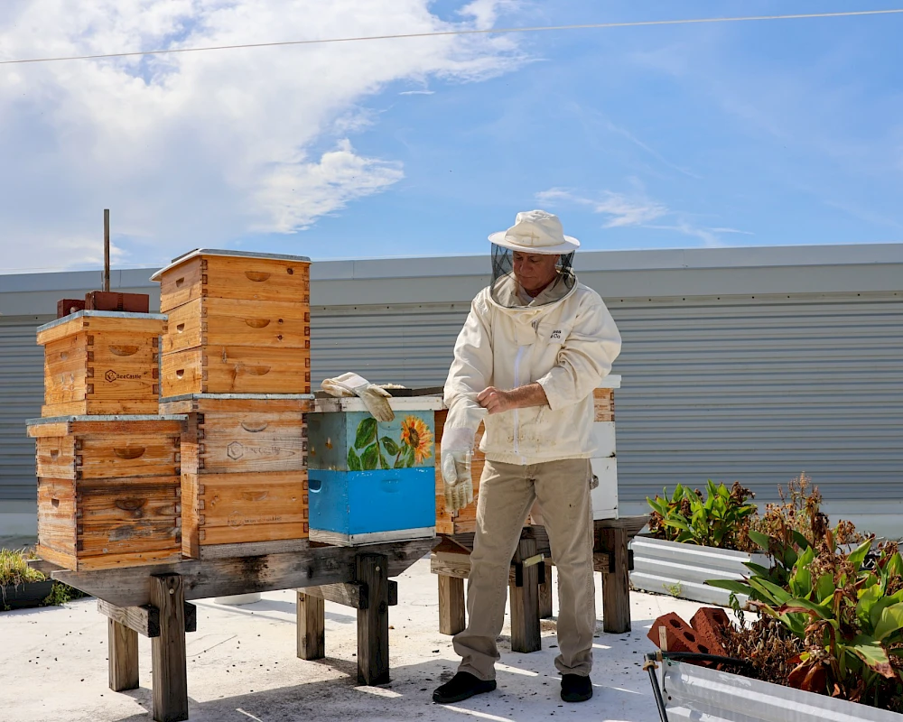 Beekeeper tending wooden hives on a rooftop with a blue barrel, plants, and a metal building in the background, under a sunny sky.