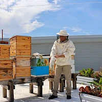 Beekeeper tending wooden hives on a rooftop with a blue barrel, plants, and a metal building in the background, under a sunny sky.