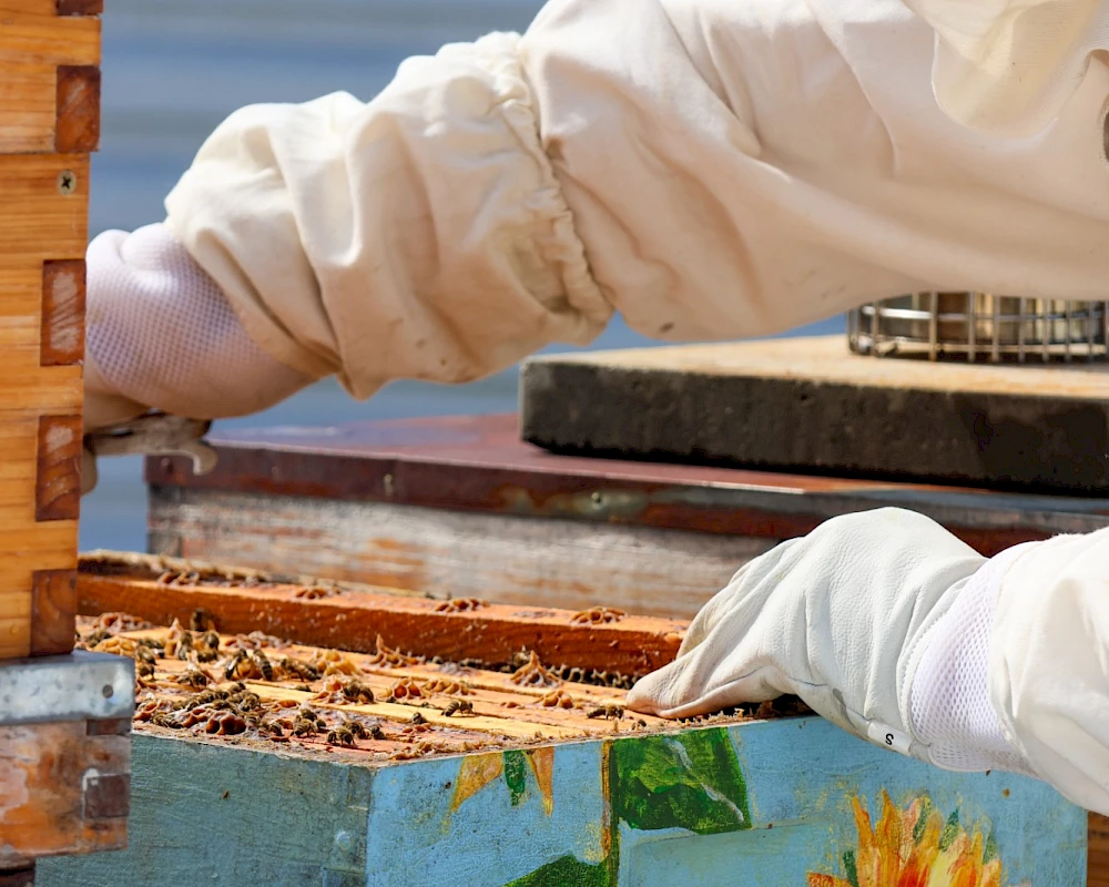A beekeeper works at a painted wooden hive with sunflowers, harvesting honey; protective gear covers their arms and hands as they reach inside.