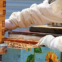 A beekeeper works at a painted wooden hive with sunflowers, harvesting honey; protective gear covers their arms and hands as they reach inside.