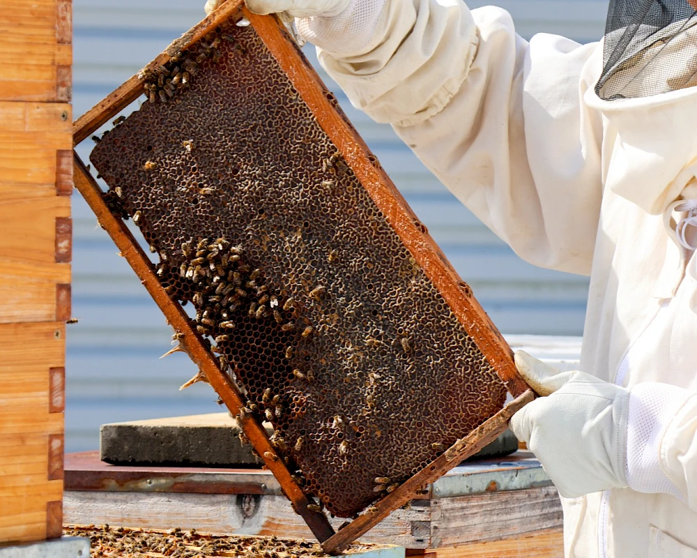 A beekeeper in protective gear lifts a frame from a hive box, bees buzzing around as honeycomb frames are inspected.