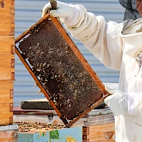A beekeeper in protective gear lifts a frame from a hive box, bees buzzing around as honeycomb frames are inspected.