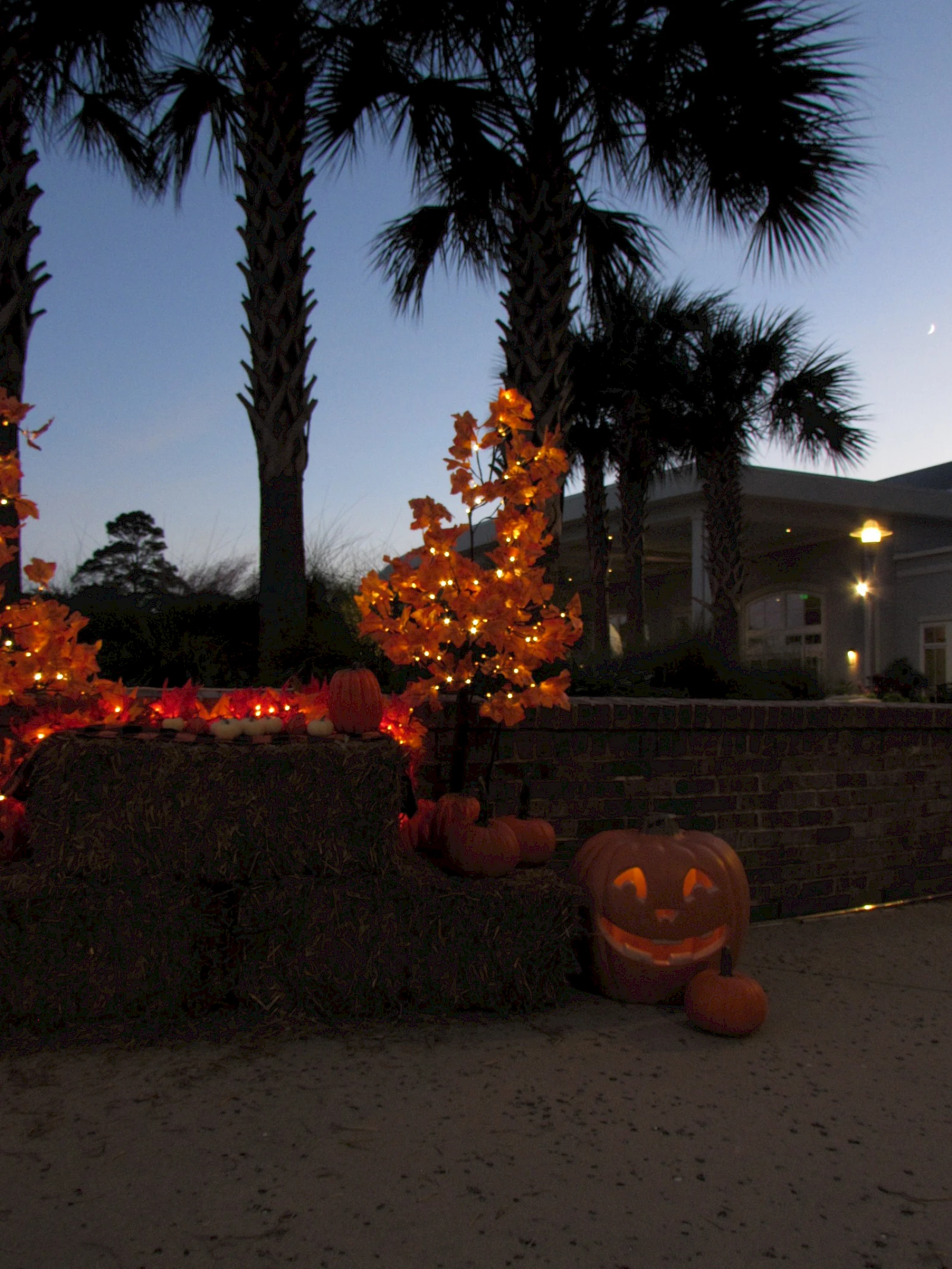 A Halloween scene at dusk with lit orange pumpkins and a small jack-o'-lantern on the ground, palm trees, and glowing orange lights.