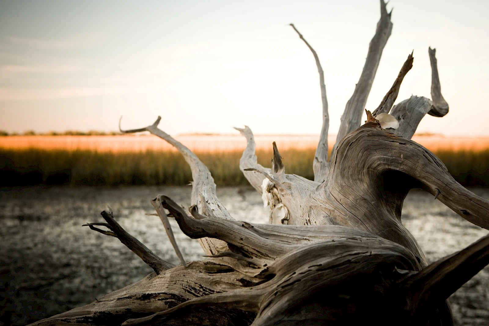 A weathered, gnarled driftwood log on a muddy shore at sunset, its twisted branches poking toward the sky.
