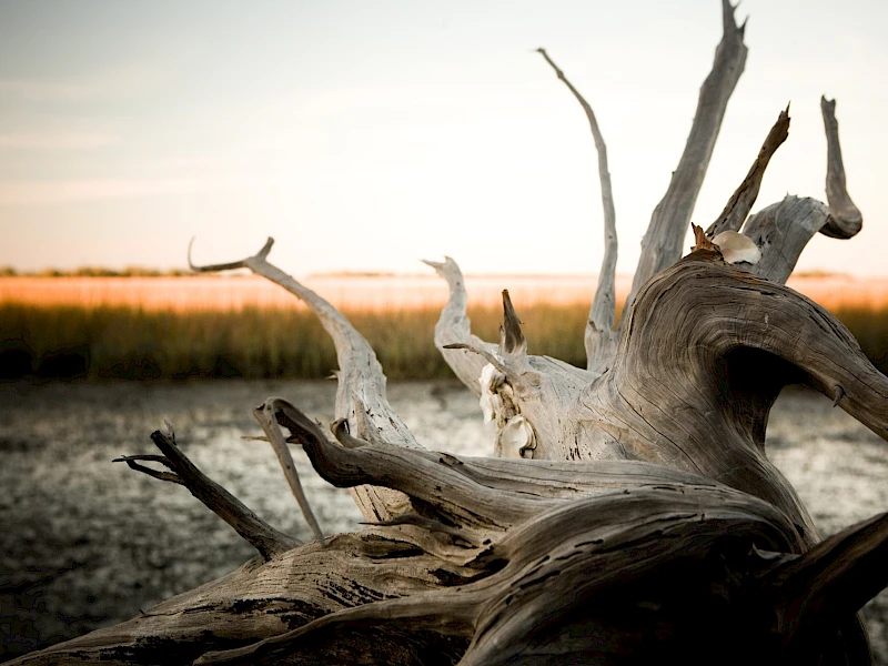 A weathered, gnarled driftwood log on a muddy shore at sunset, its twisted branches poking toward the sky.