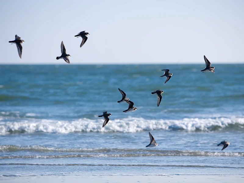 Group of seabirds flying over the waves at the beach, gliding above the blue sea as a light breeze blows.