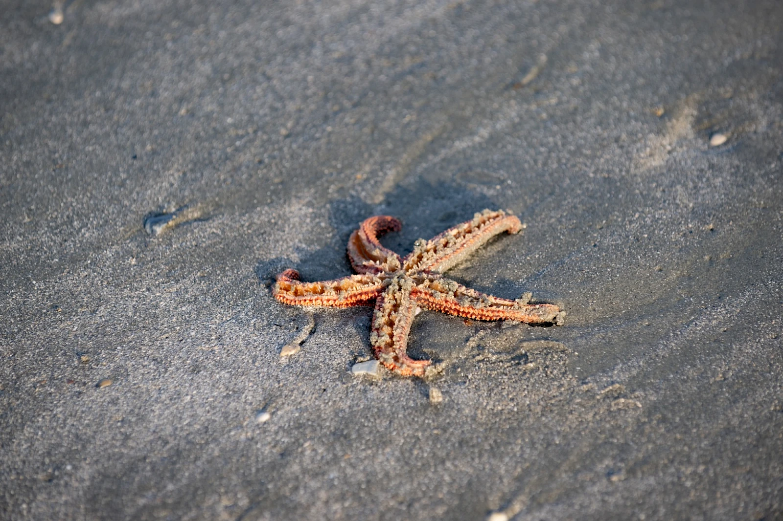 Starfish on the sand