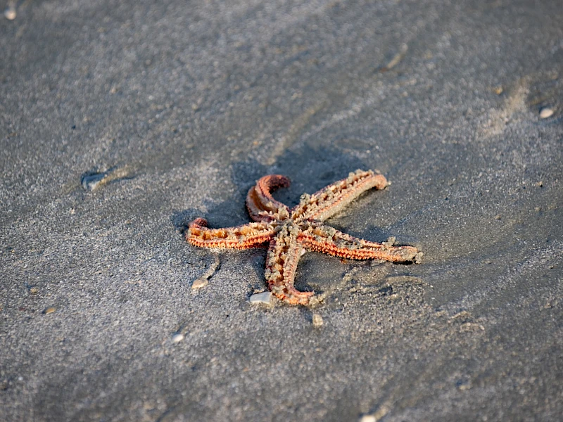 Starfish on the sand