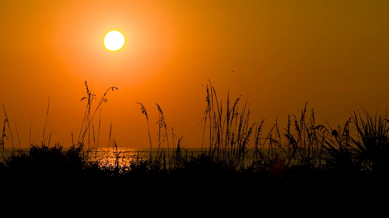 Sullivan’s Island Nature Trail