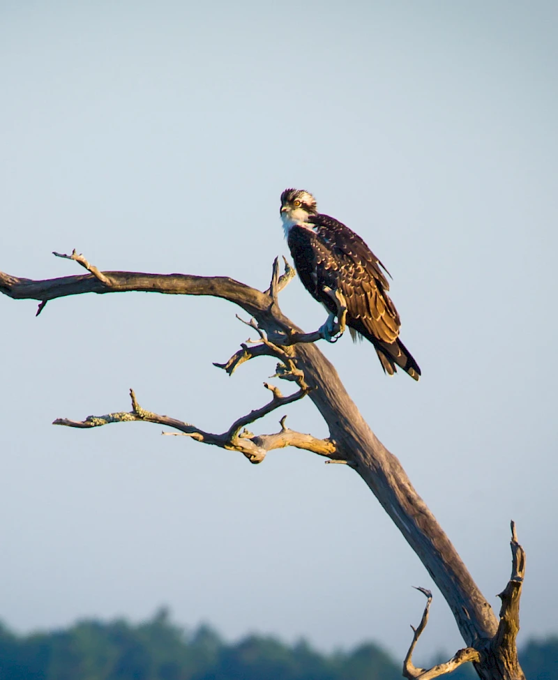 The Center for Birds of Prey – Awendaw
