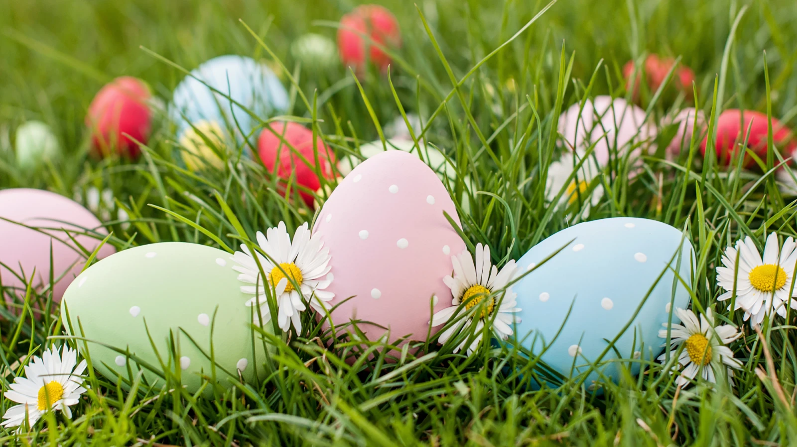 Colorful pastel Easter eggs nestled in green grass with white daisies scattered around, dotted with tiny white specks on the shells.