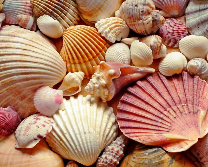 A colorful assortment of seashells, stacked together in various sizes and patterns, showcasing ribbed, spiraled, and scalloped textures.