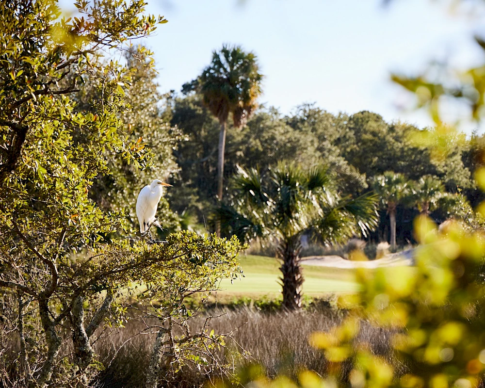 A white bird perched among trees on a sunny golf course, with greens, palms, and shrubs in the foreground.