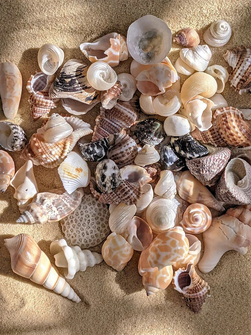 A mix of assorted seashells and shells in various shapes, sizes, and colors spread on sand, forming a small beach treasure pile.